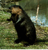 beavers.gif Beaver image by Pirateangel1
