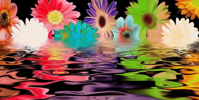 Flower reflections Pictures, Images and Photos