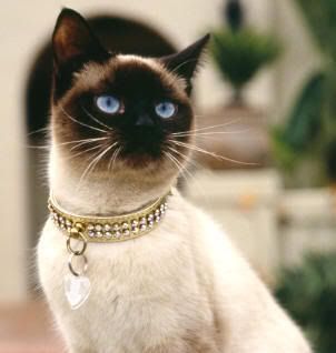 siamese cat. Pictures, Images and Photos