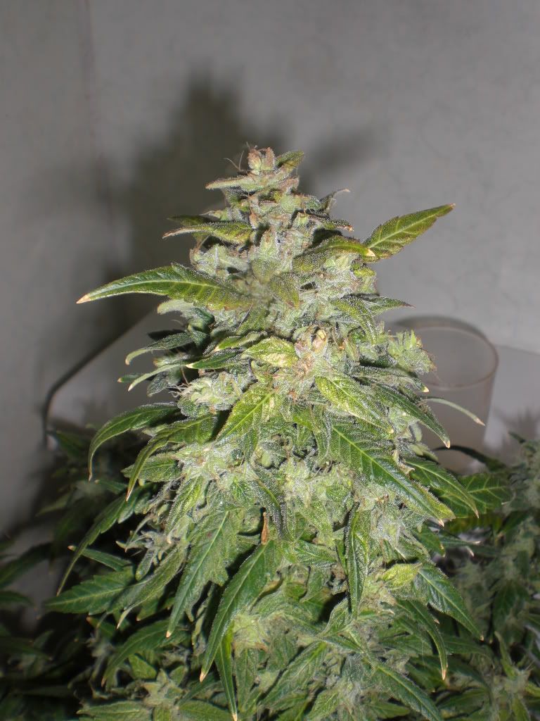 Lowryder 2 x AK-47 (by Plantamaster Seeds) : SeedFinder