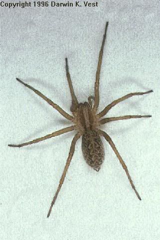 hobo_spider.jpg