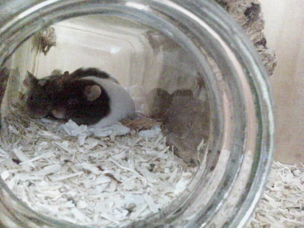 DSC00084.jpg