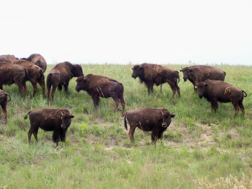 Roaming Buffalo