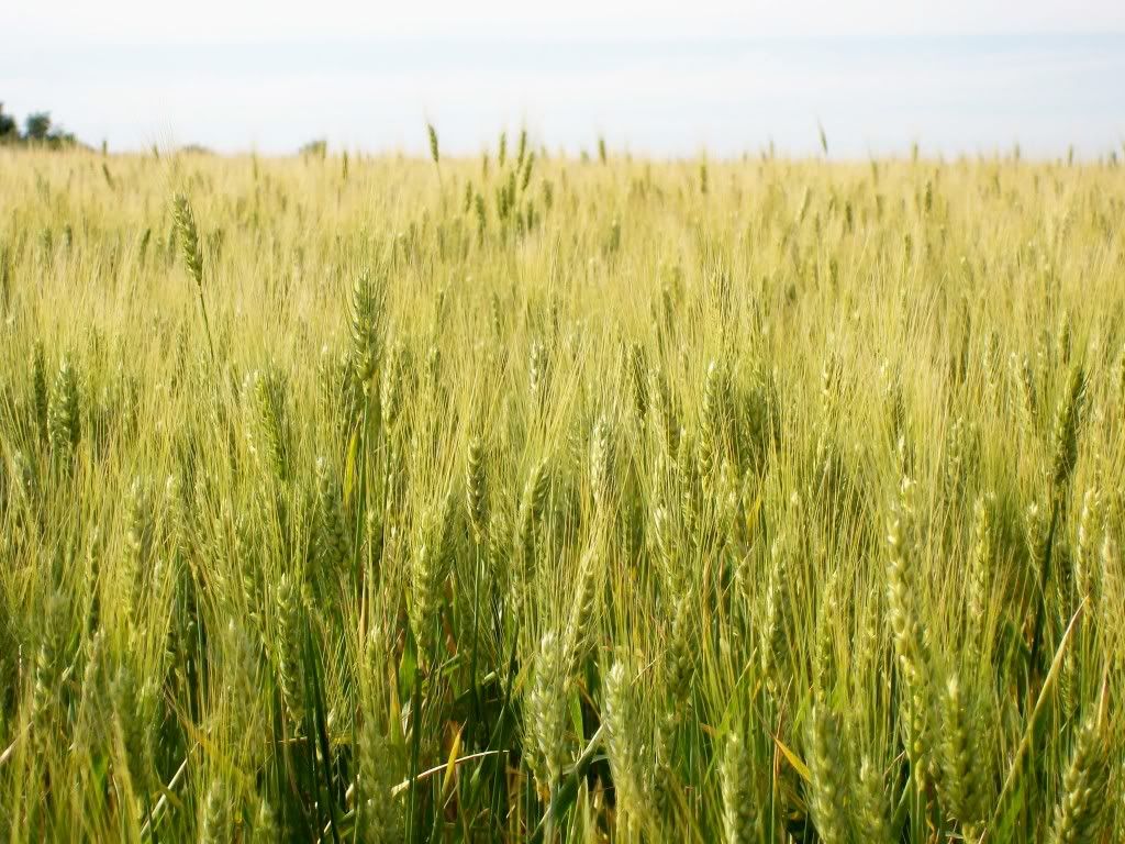 Green Kansas wheat