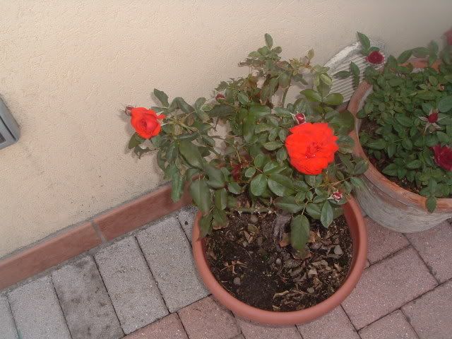 fiori24settembre2008022.jpg