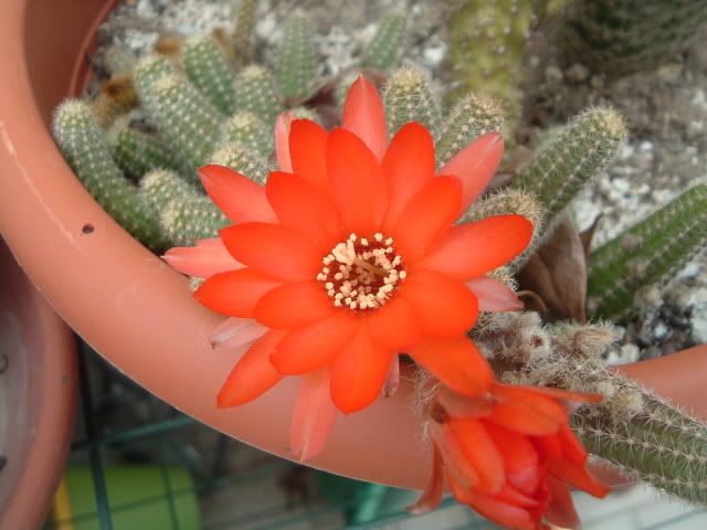 DSCF5802.jpg
