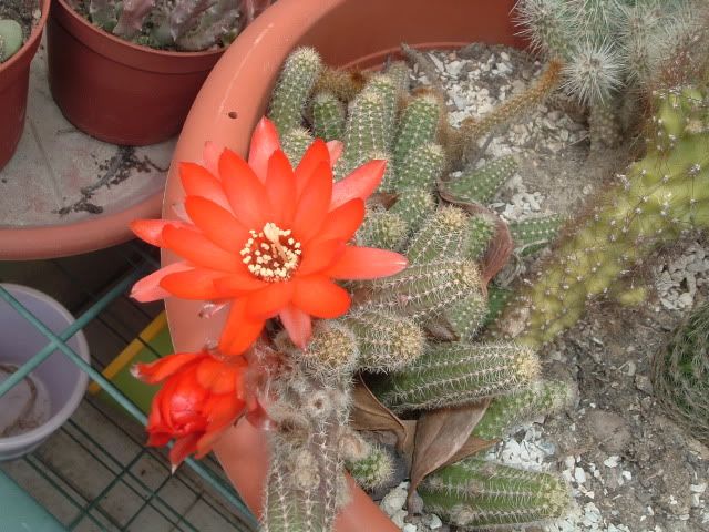 DSCF5805.jpg