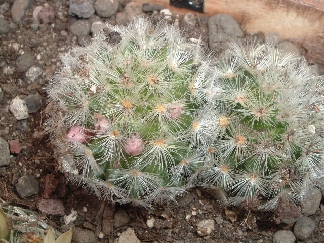 DSCF5811.jpg