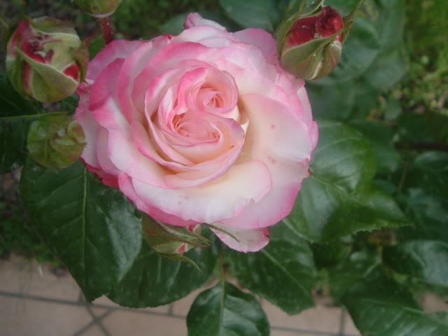 DSCF5821.jpg