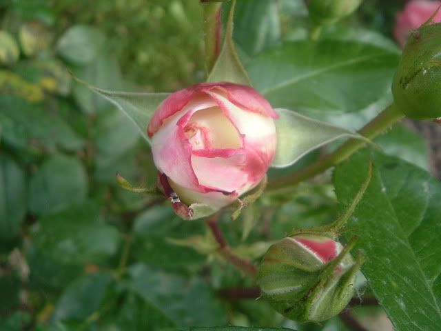 DSCF5822-1.jpg