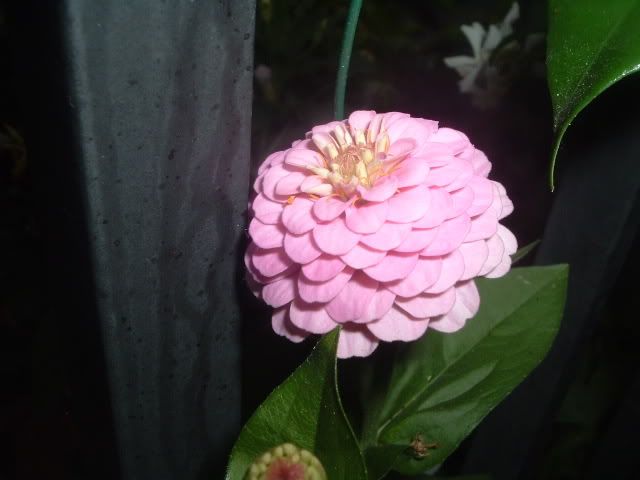 DSCF3934.jpg