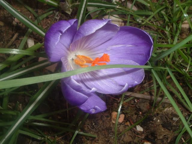 DSCF5425.jpg
