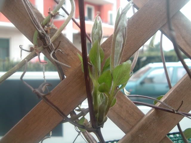 DSCF5431.jpg