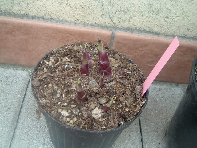 DSCF5464.jpg