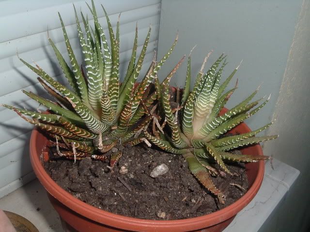DSCF5637.jpg