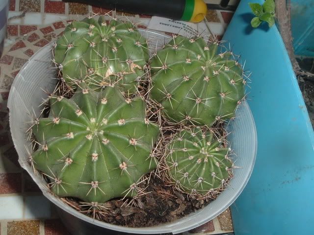 DSCF5638.jpg