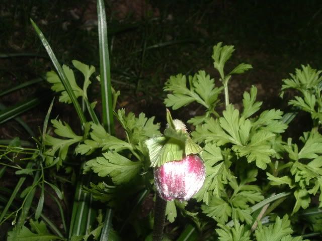 DSCF5666.jpg