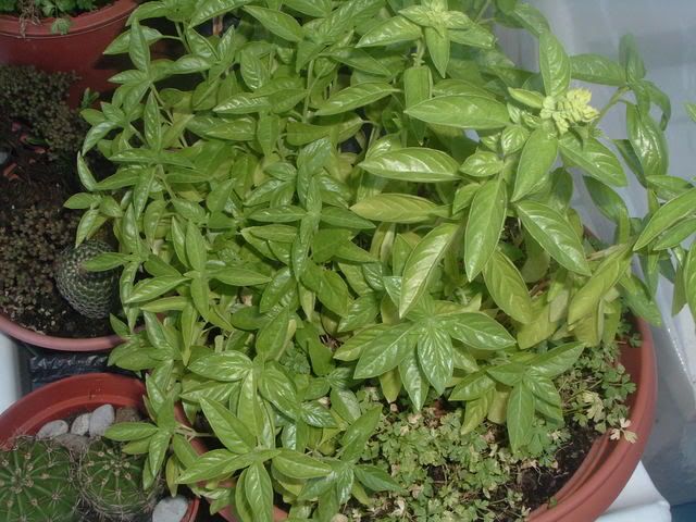 fiori005.jpg