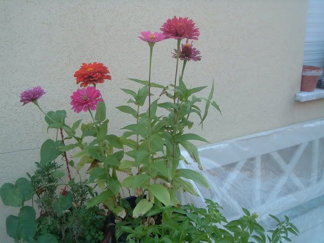 fiori007.jpg