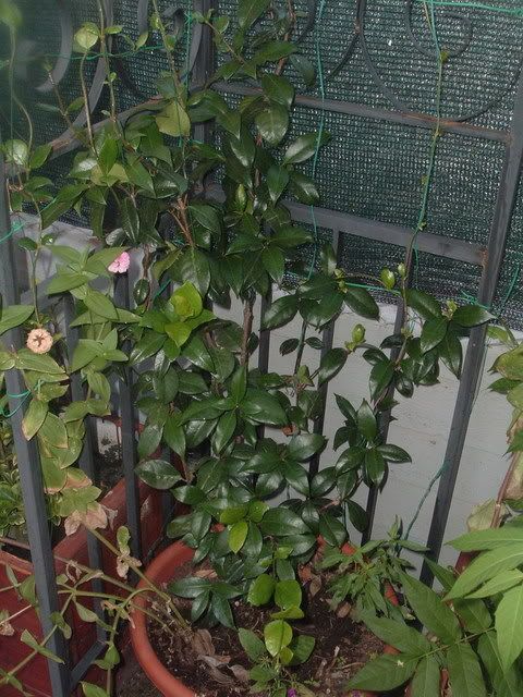 fiori015.jpg