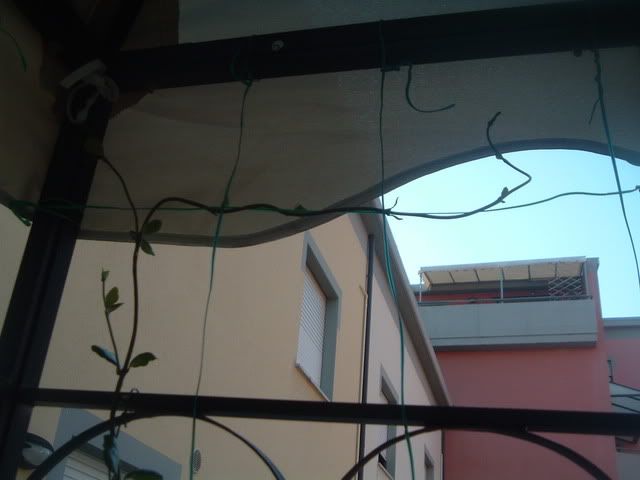 fiori016.jpg