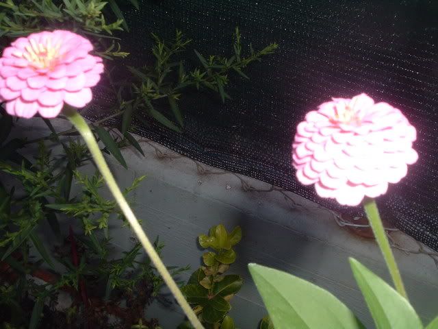 fiori021.jpg