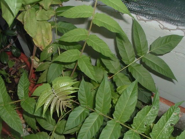 fiori024.jpg