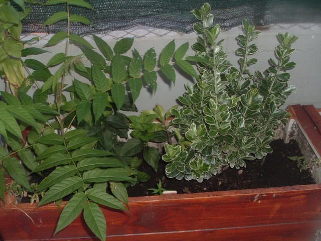 fiori025.jpg