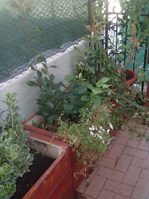 fiori027.jpg