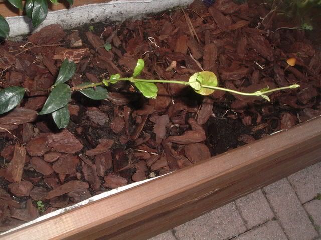 fiori035.jpg