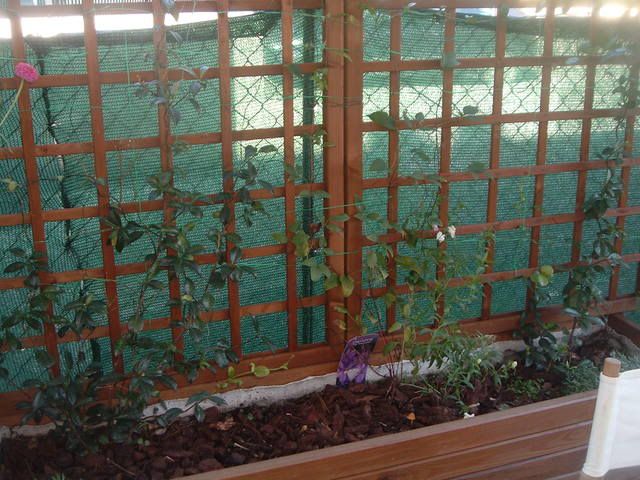 fiori036.jpg