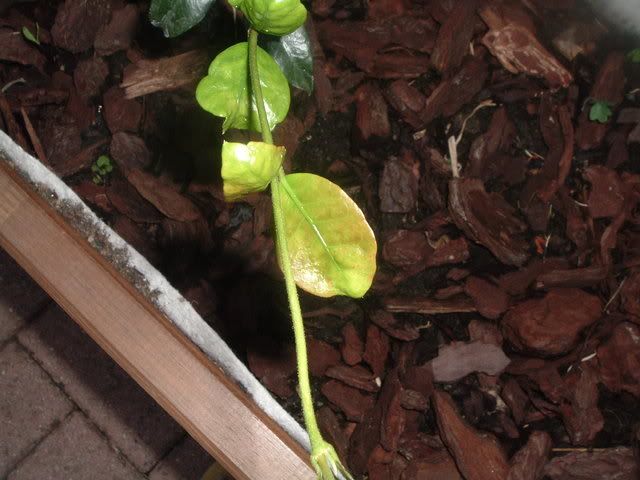 fiori041.jpg