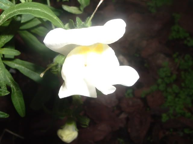 fiori044.jpg