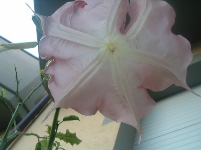 fiori051.jpg