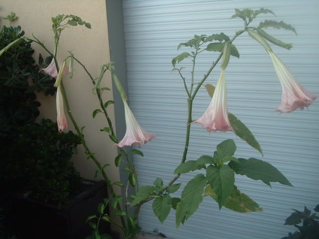 fiori053.jpg