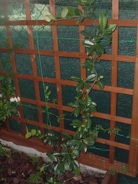 fiori061.jpg