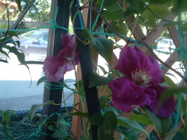 fiori066.jpg