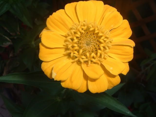 fiori070.jpg
