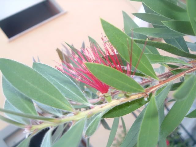 fiori082.jpg