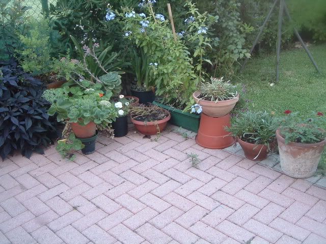 fiori083.jpg