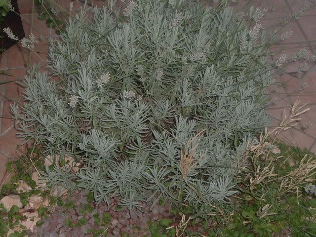 fiori087.jpg