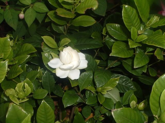 gardenia.jpg