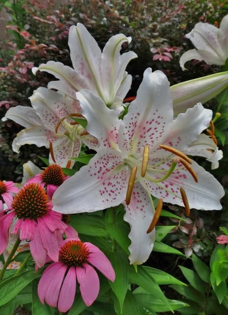  photo   <BR><a href=