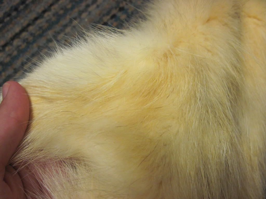How to get yellow staining out of fur? to the