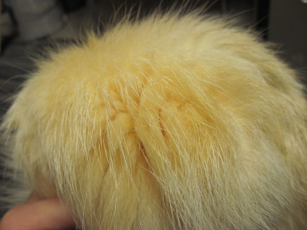 How to get yellow staining out of fur? to the