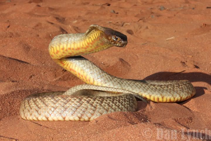 In Search Of The Brigalow Woma Python - Qld, Australia - Field Herp Forum