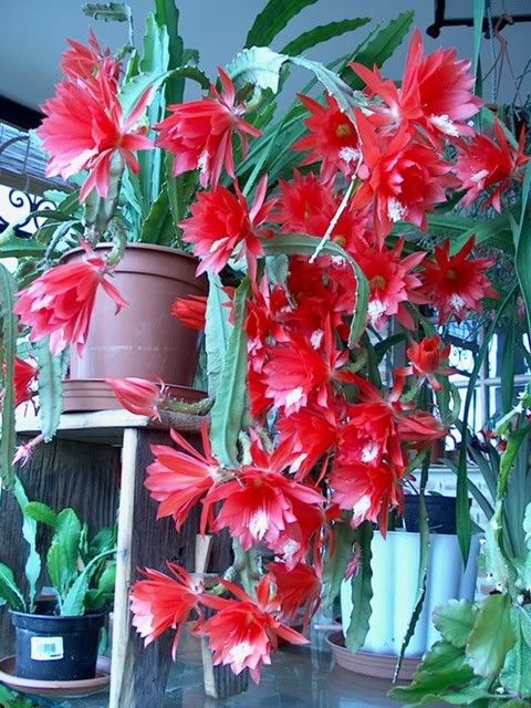 Epiphyllum20ackermannii.jpg