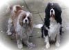 My Pets Page