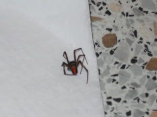 red back