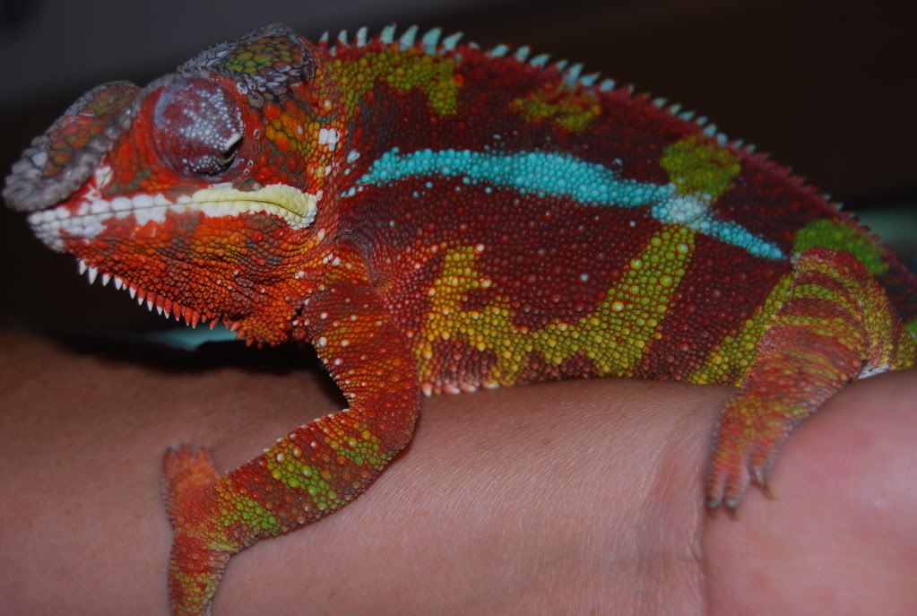 W Midlands 1.1 Proven Sambava Panther Chameleons - Reptile Forums